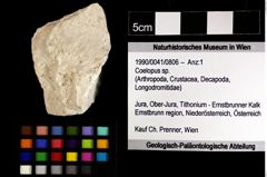 Foto (Objket + Etiketten) von Coelopus sp. 